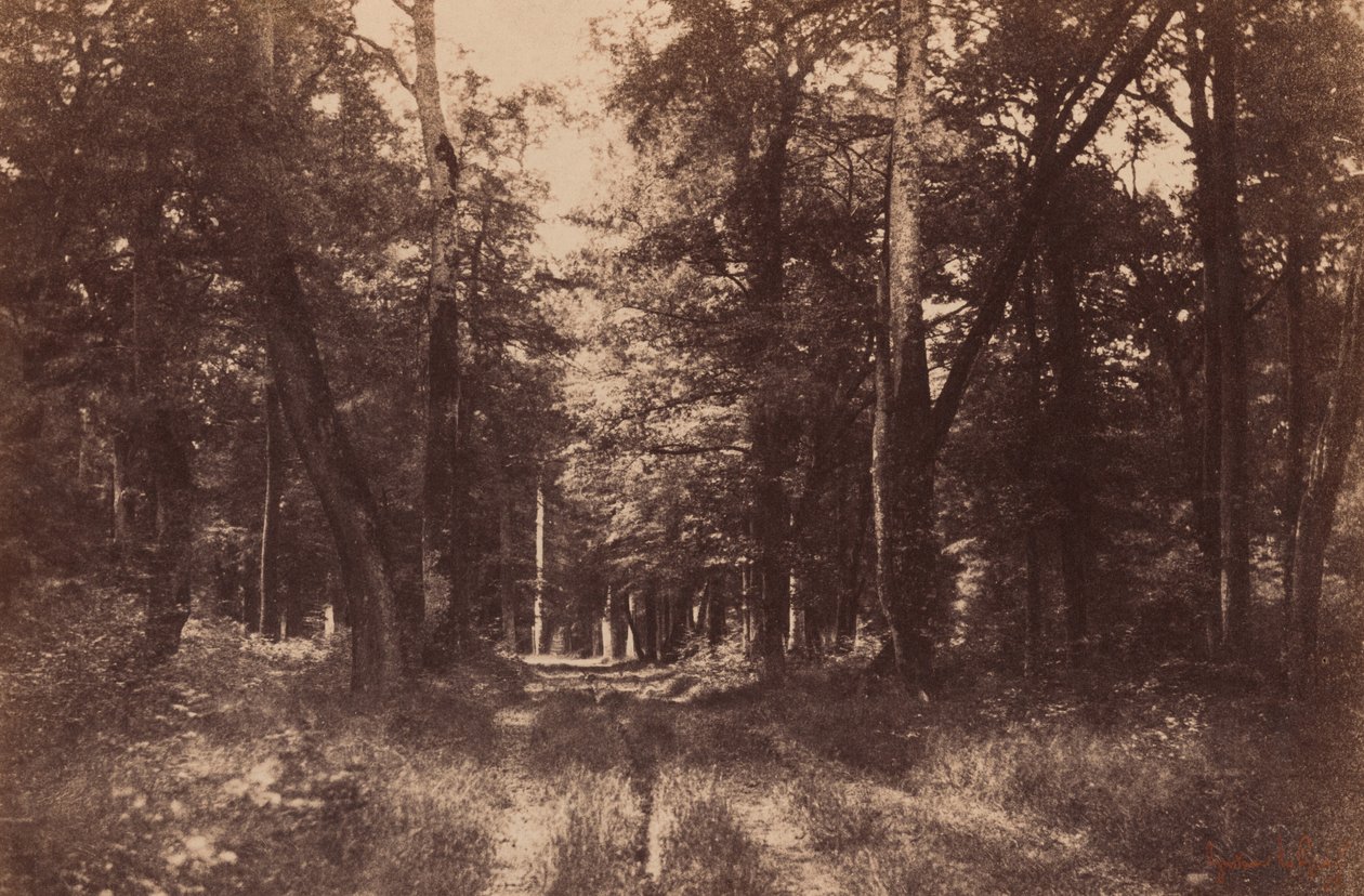 Bas-Breau, las Fontainebleau, 1852 (zdjęcie) autorstwa Gustave Le Gray