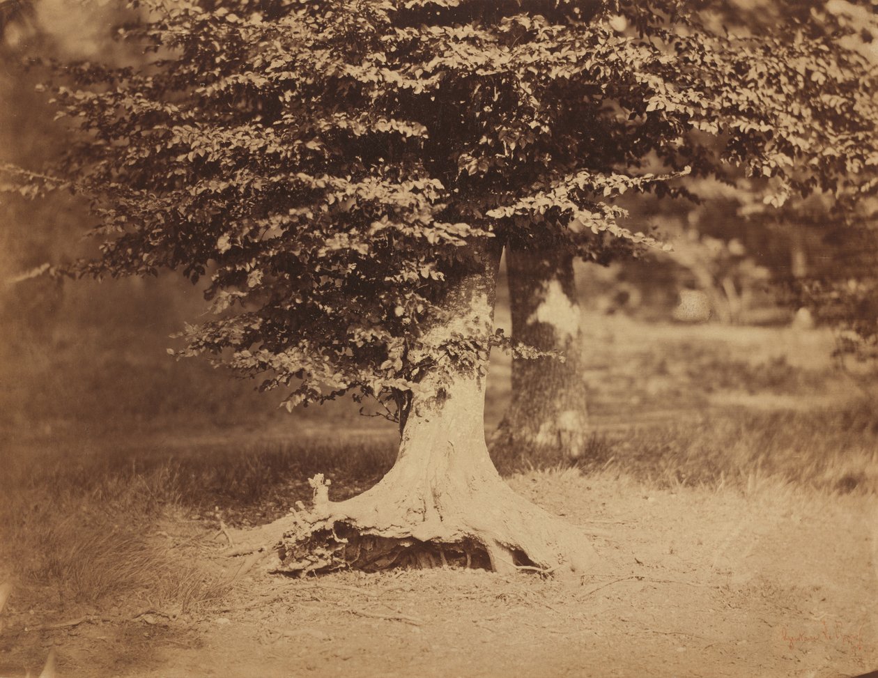 Drzewo bukowe, Las Fontainebleau, ok. 1930 r. 1856. autorstwa Gustave Le Gray