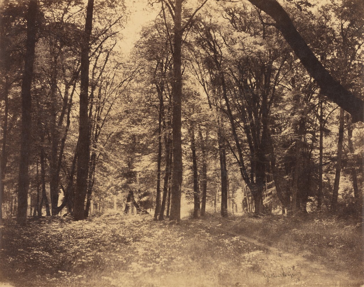 Scena leśna autorstwa Gustave Le Gray