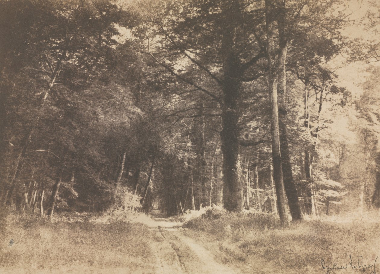 Ścieżka w lesie Fontainbleau, 1849-1852. autorstwa Gustave Le Gray