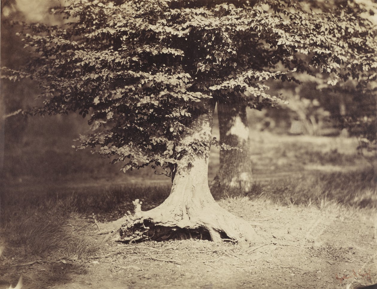 Drzewo bukowe, ok. 1855-7 (zdjęcie czarno-białe) autorstwa Gustave Le Gray