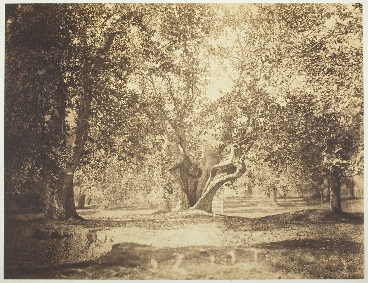 Drzewo, Las Fontainebleau autorstwa Gustave Le Gray