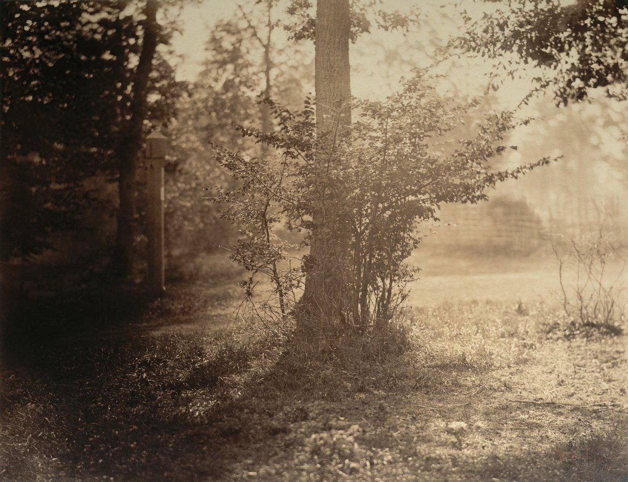 Studium drzew, Las Fontainebleau, ca. 1856. autorstwa Gustave Le Gray