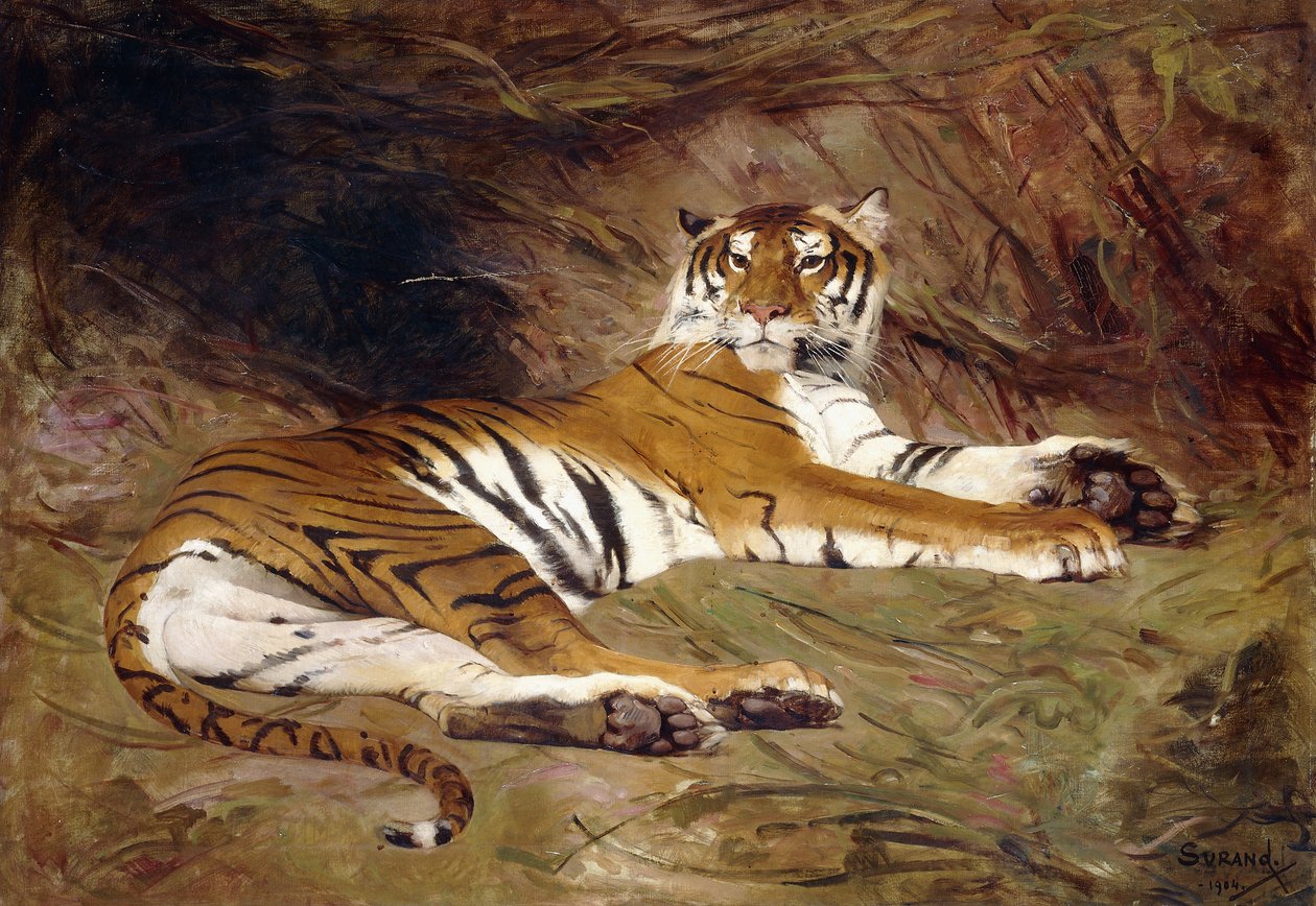 Leżący tygrys autorstwa Gustave Surand