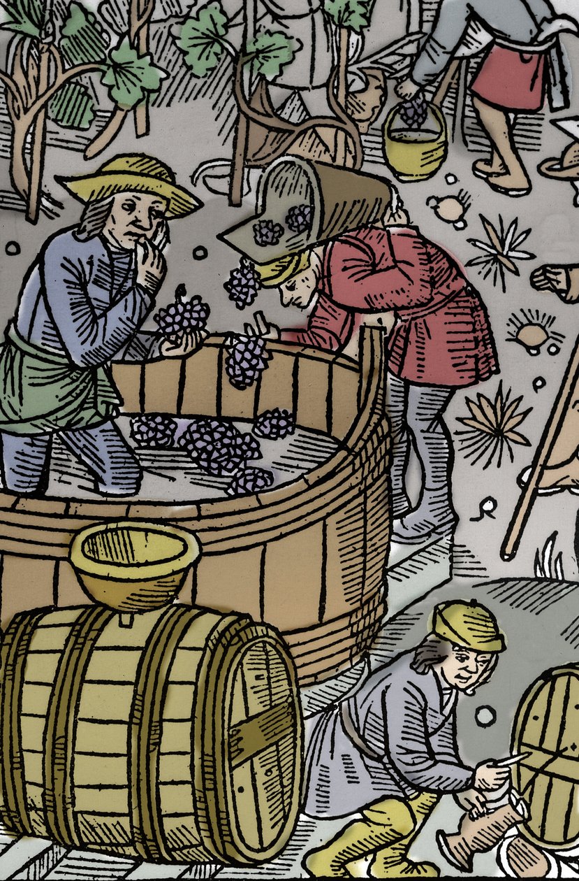Zbiory - winobranie - Kalendarz pasterza - Praca miesiąca - Październik - Drzeworyt z książki z 1496 r. wydrukowanej przez Guya Marchanta (Guido Mercator) w Troyes - Drzeworyt w „Le grand Calendrier et compost des shepherds”” - Zbiory - a to autorstwa Guy Marchant