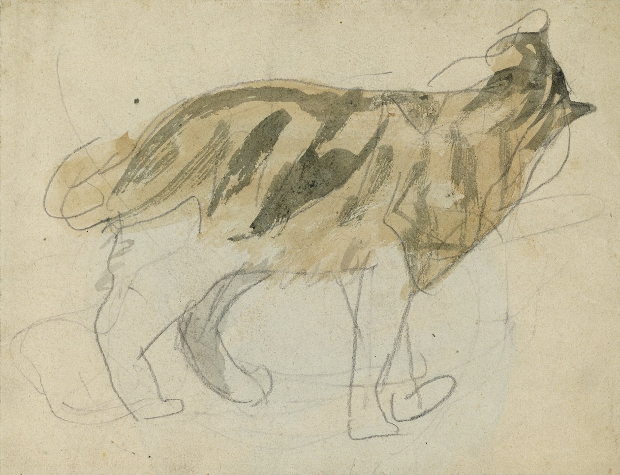 Studium kota (ołówek z akwarelą na papierze) autorstwa Gwen John