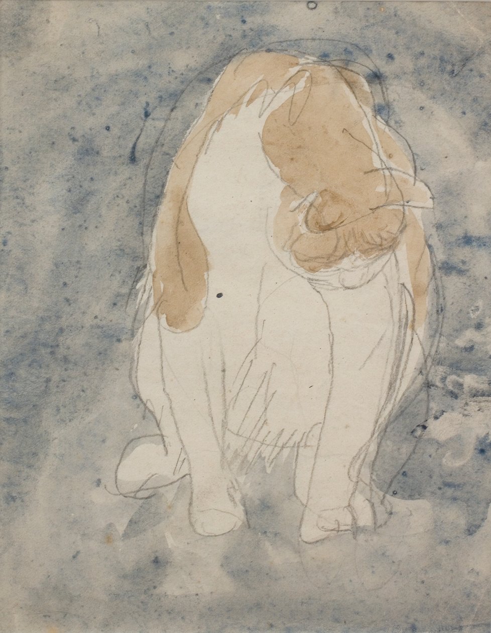 Studium kota, ok. 1910-20 (akwarela i ołówek grafitowy na papierze) autorstwa Gwen John