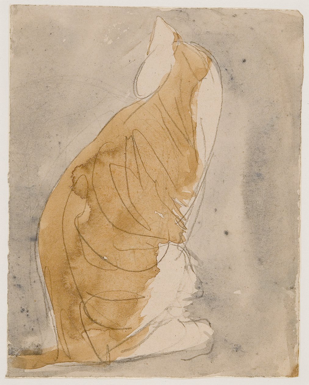 Studium kota (akwarela i ołówek na papierze) autorstwa Gwen John