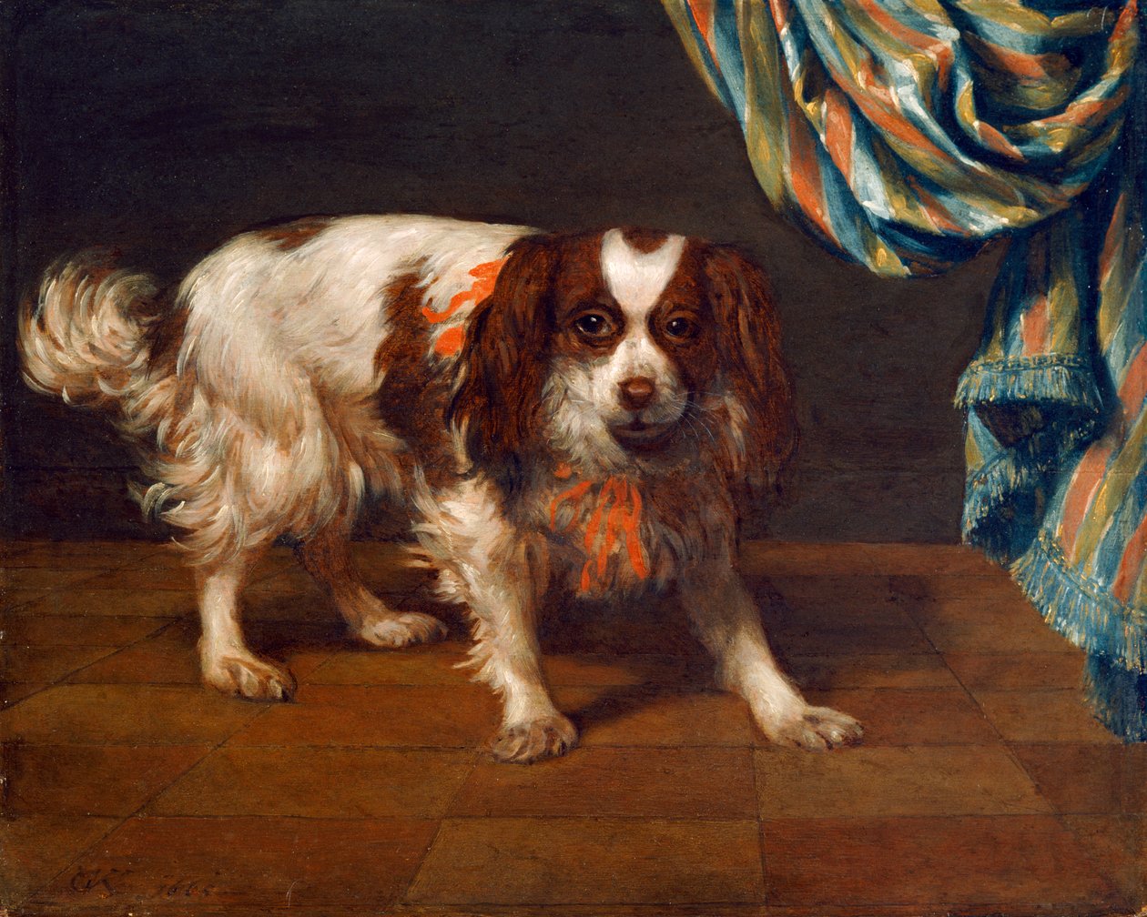 King Charles Spaniel (olej na desce) autorstwa Gysbert van de Kuyl