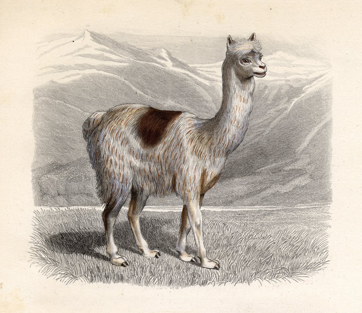 Lama, grawerowana przez E. Ramusa autorstwa H. Gobin