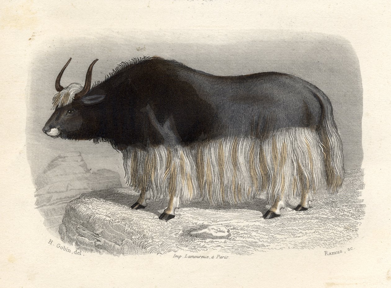 Krowa Tatarska, rytowana przez E. Ramusa autorstwa H. Gobin
