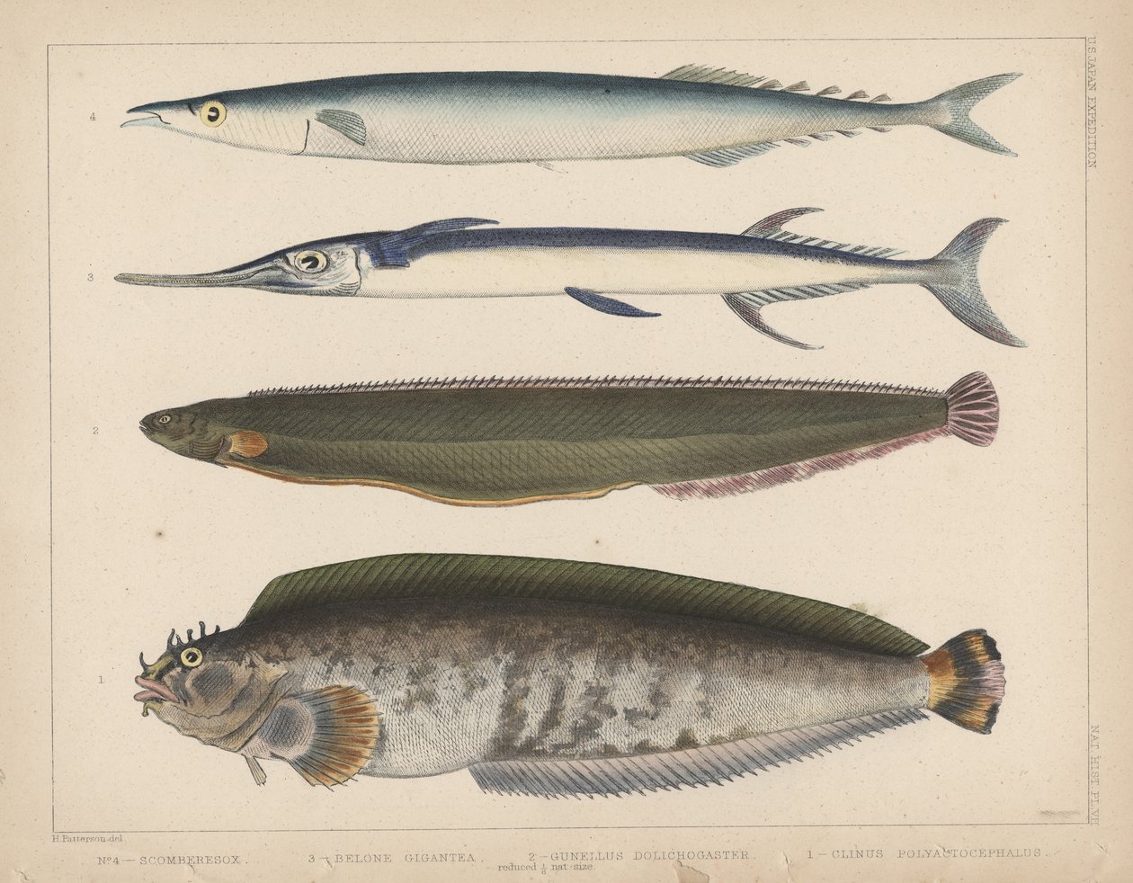 1. clinus polyactocephalus, 2. gunellus dolichogaster, 3. belone gigantea, 4. scomberesox, 1855 autorstwa H. Patterson