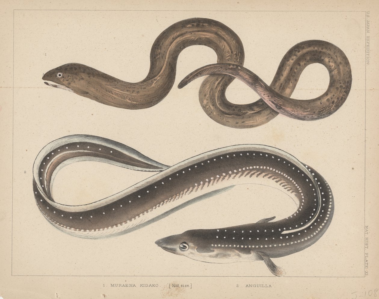 1. Muraena Kidako, 2. Anguilla, 1855 autorstwa H. Patterson