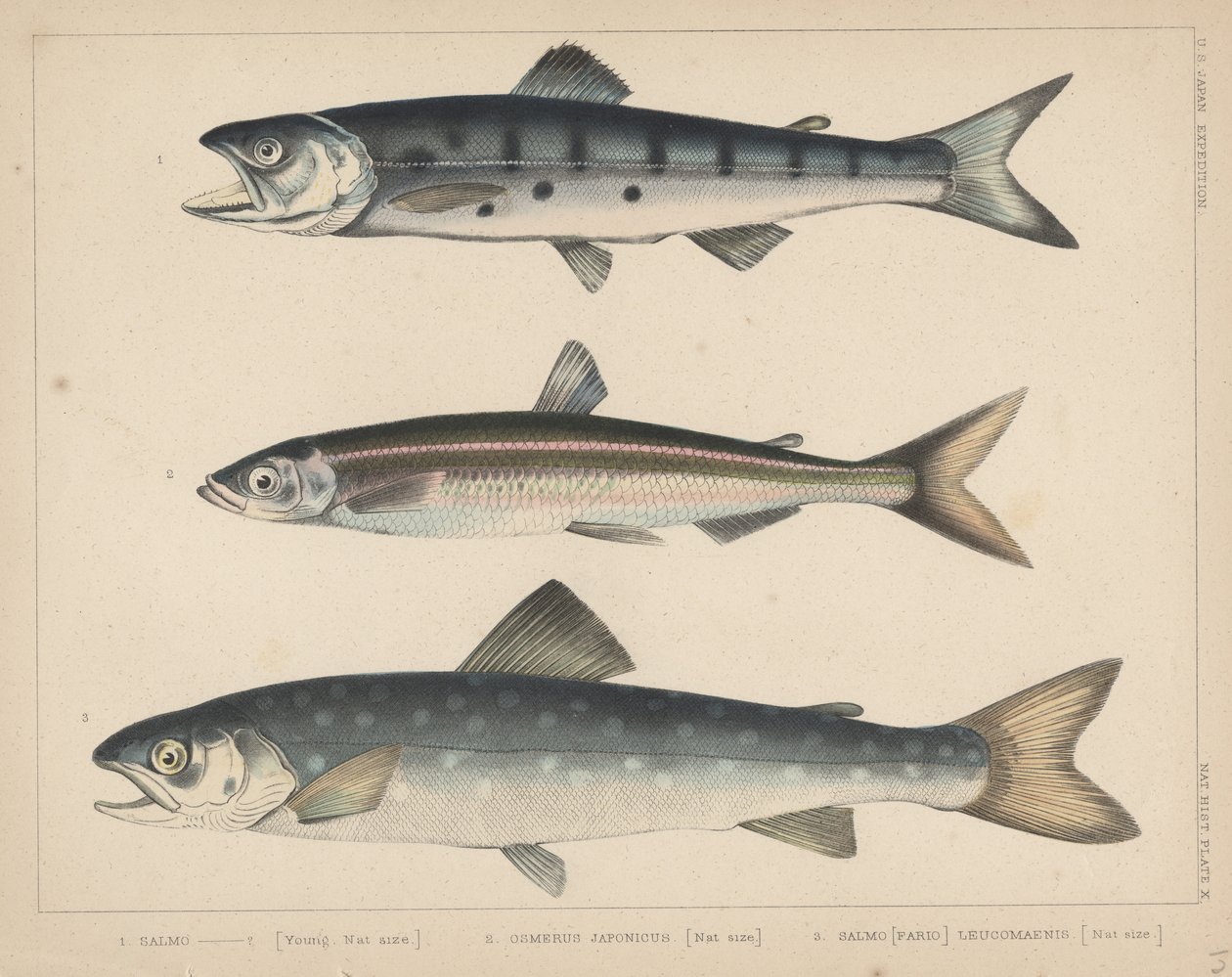 1. Łosoś, 2. Osmerus Japonicus, 3. Salmo (Fario) Leucomaenis, 1855 autorstwa H. Patterson