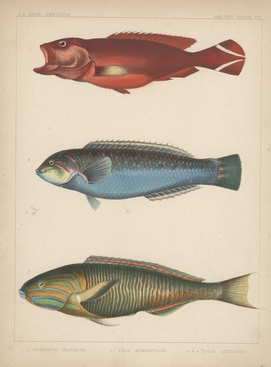 1. Serranus Urodelus, 2. Julis Quadricolor, 3. Julis Lutescens, 1855 autorstwa H. Patterson