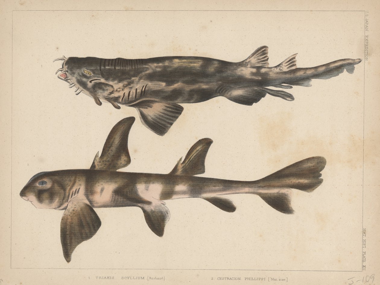 1. Triakis Scyllium, 2. Cestracion Phillippi, 1855 autorstwa H. Patterson