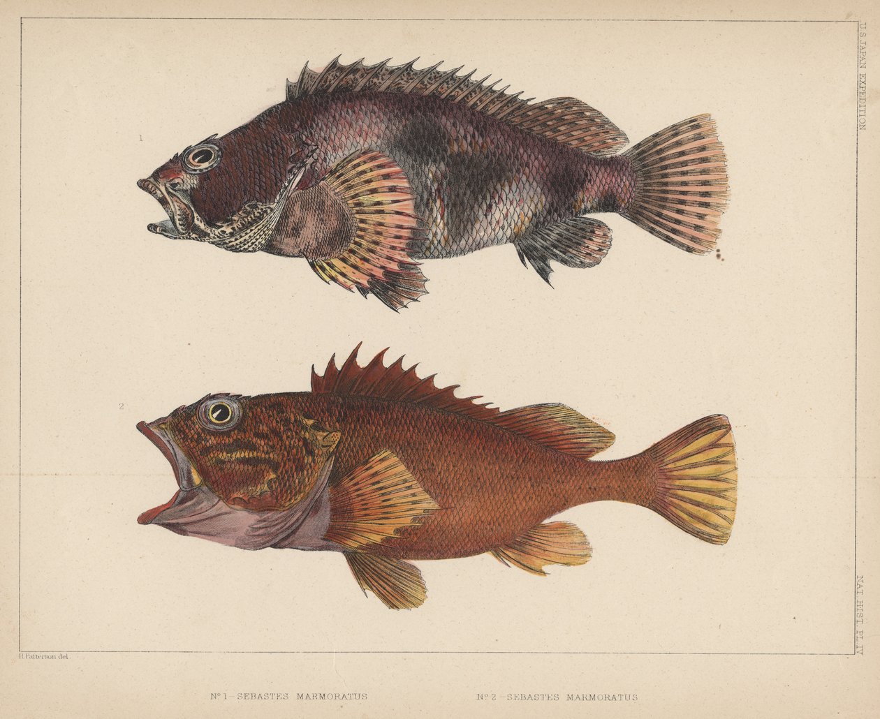 Sebastes Marmoratus, 1855 autorstwa H. Patterson