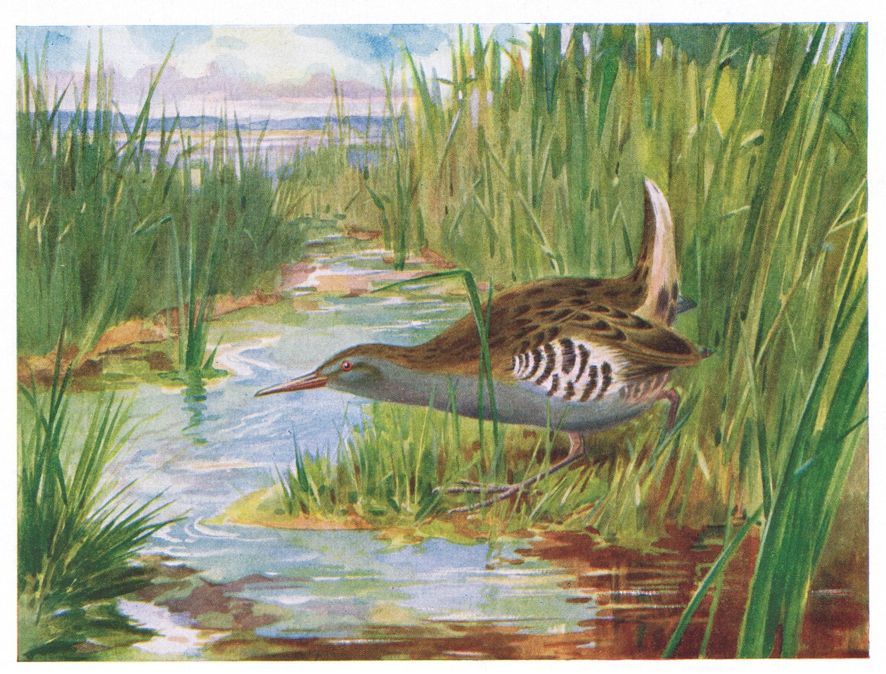 Kolej wodna, ilustracja z British Birds autorstwa Kirkmana i Jourdaina, 1966 autorstwa H. Wormald