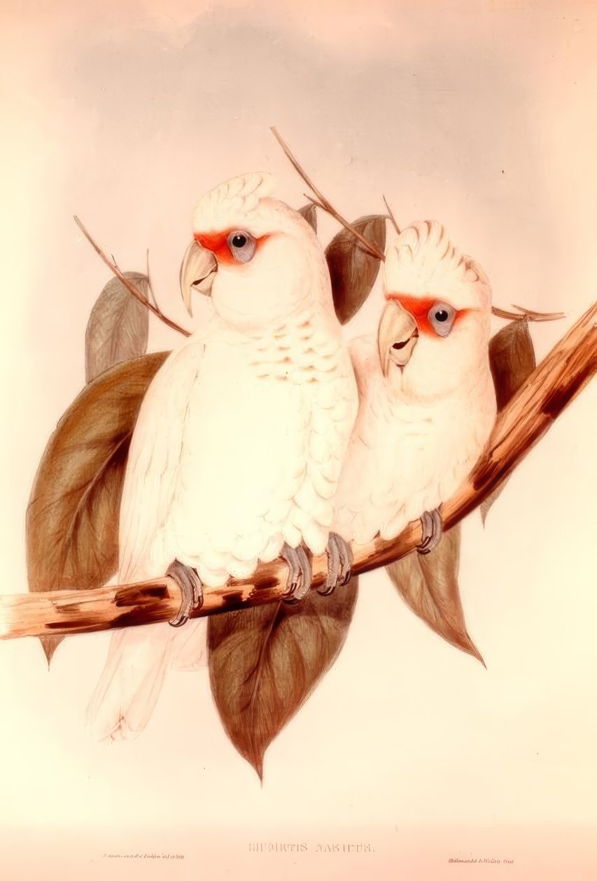 LICMETIS autorstwa H.C. Richter