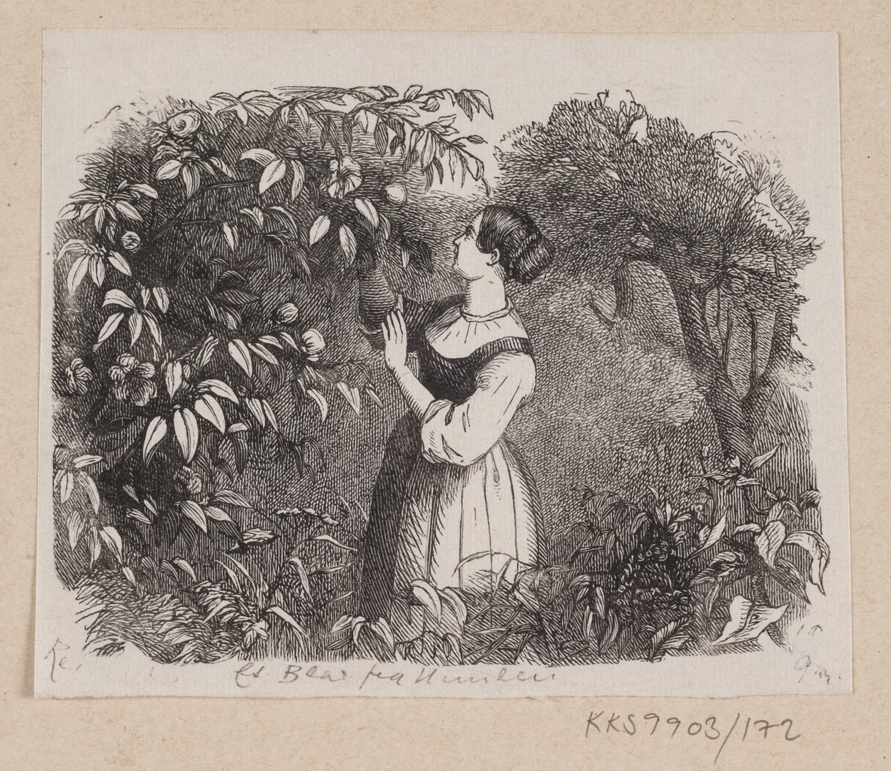 Ilustracja do „Liścia z nieba” w H.C. Andersen, „Baśnie i historie”, tom 2 autorstwa H.P. Hansen