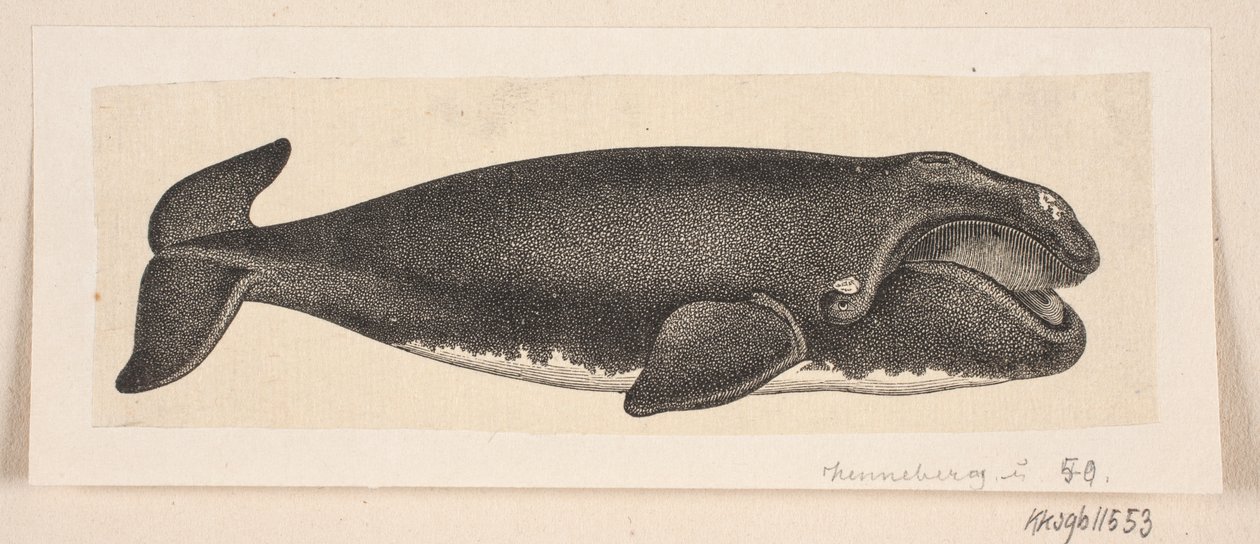 Wieloryb autorstwa H. C. Henneberg