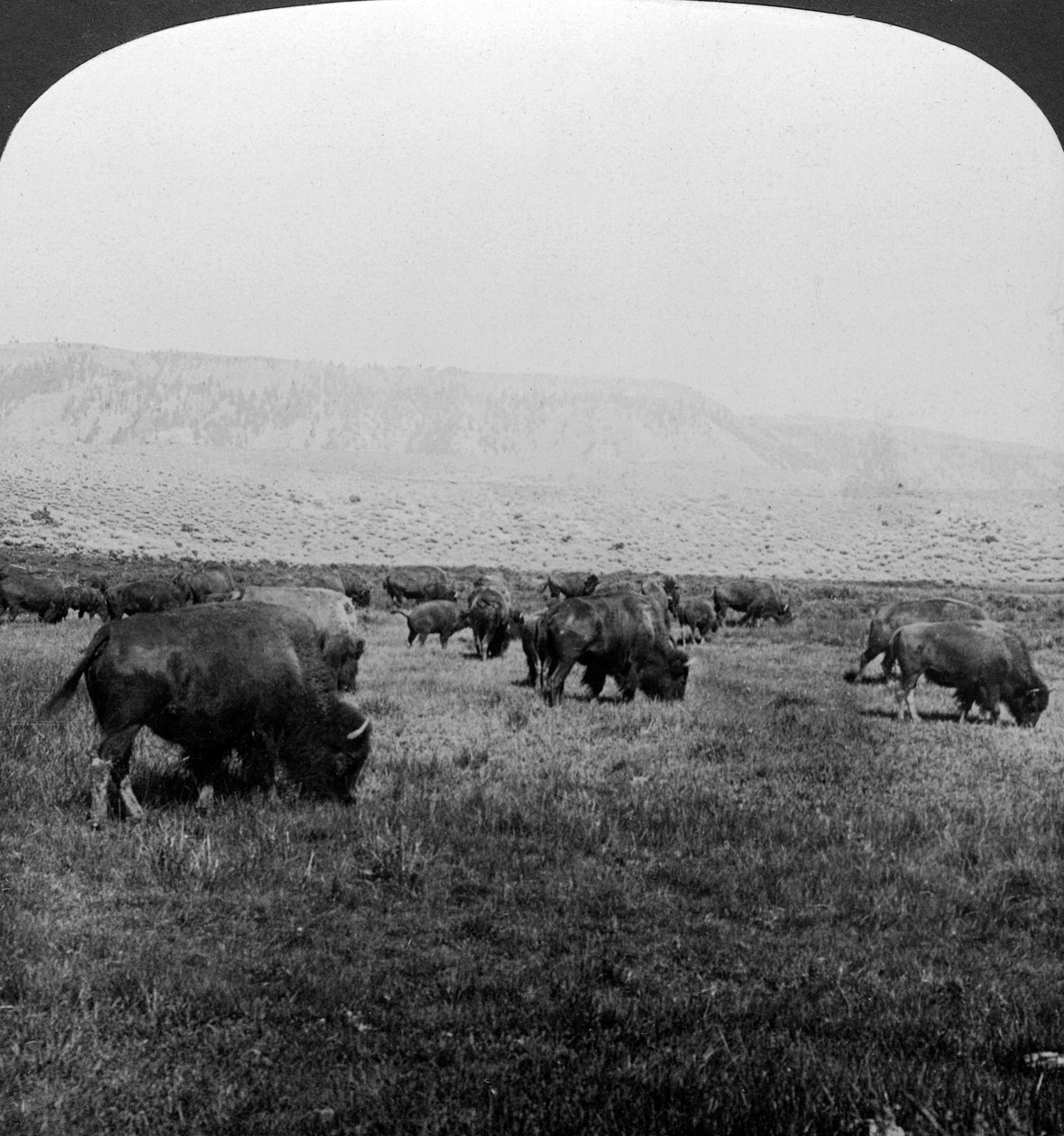 Buffalo, Park Narodowy Yellowstone, USA. autorstwa H. C. White