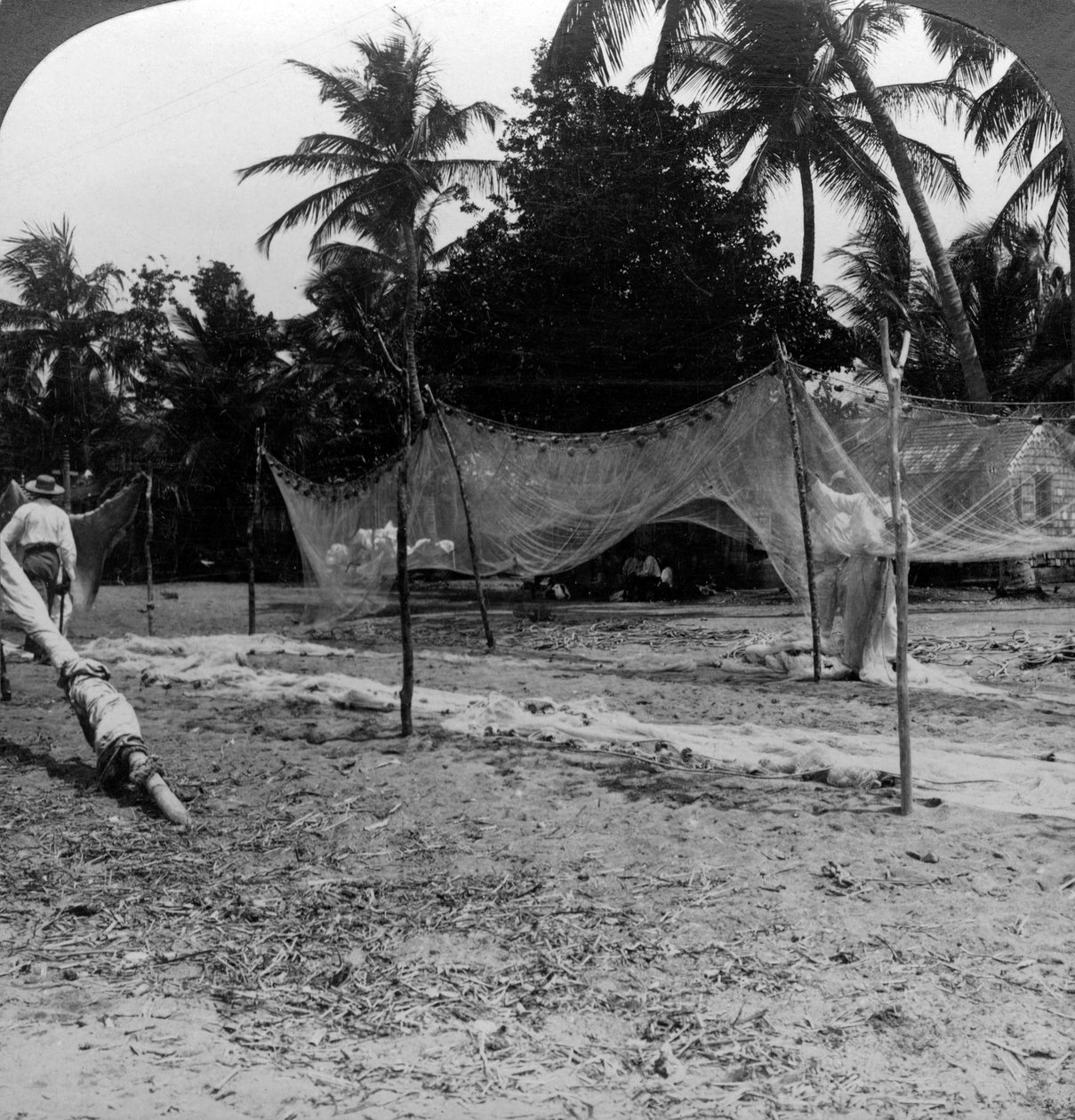Rybacy suszący sieci na plaży, Basseterre, St Christopher, Indie Zachodnie. autorstwa H. C. White
