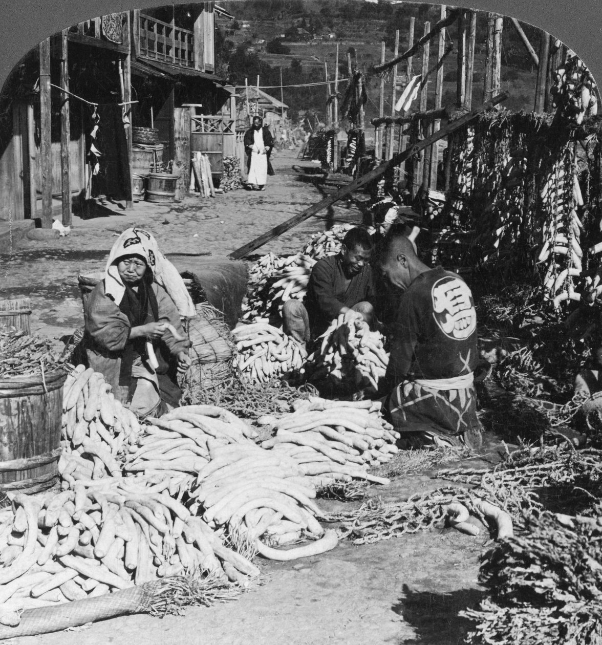 Sortowanie i pakowanie daikon Japońskie rzodkiewki na nabrzeżu, Atami, Japonia, 1906 autorstwa H. C. White