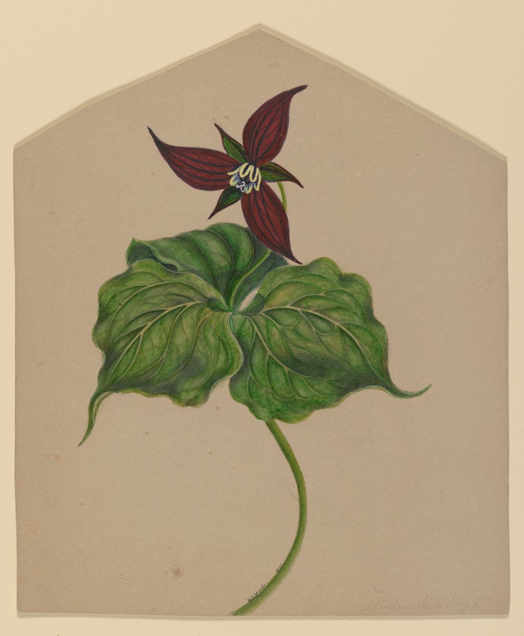 Burgundowy Czerwony Kwiat autorstwa H. Lynde