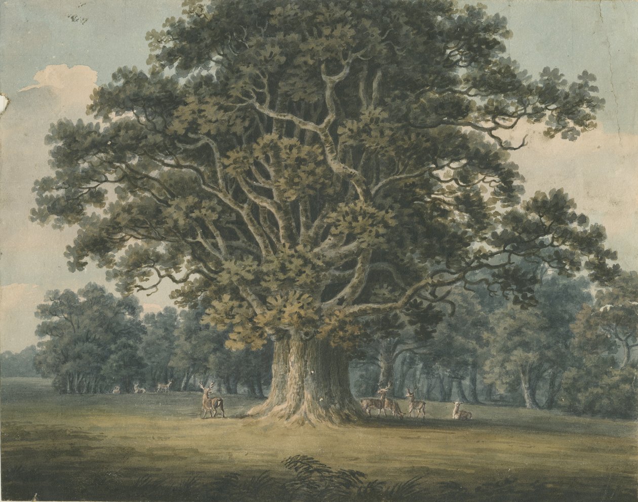 Needwood - Swipcar Oak: malarstwo akwarelowe i [?początek XIX wieku] autorstwa H Moore