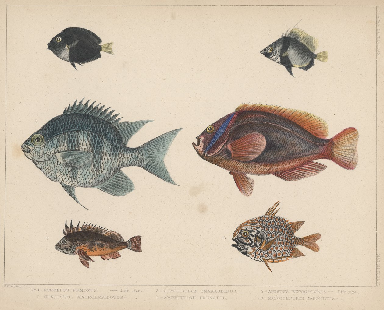 1. Etroplus Fumosus, 2. Heniochus Macrolepidotus, 3. Glyphisodon Smaragdinus, 4. Amphiprion Frenatus, 5. Apistus Rubrippinis, 6. Monocentris Japonicus autorstwa H. Patterson