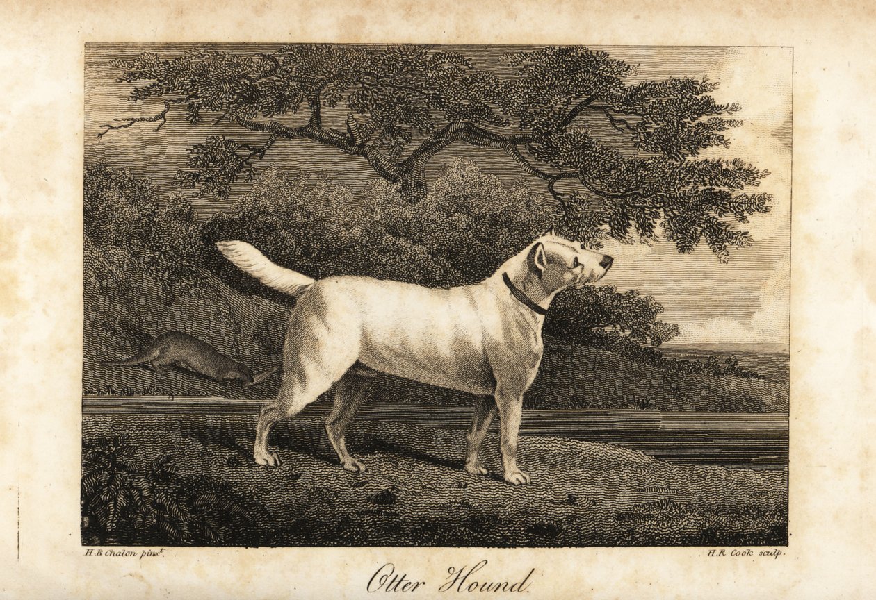 Portret ostatniego pozostałego Otter Hounda w Wielkiej Brytanii w 1812 roku, będącego własnością Hon autorstwa H. R. Cook