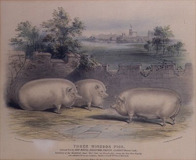Trzy nagrodzone świnie wyhodowane przez księcia Alberta w zamku Windsor (wyryte przez H. Stafforda (fl.1829) 1843 autorstwa H. Strafford