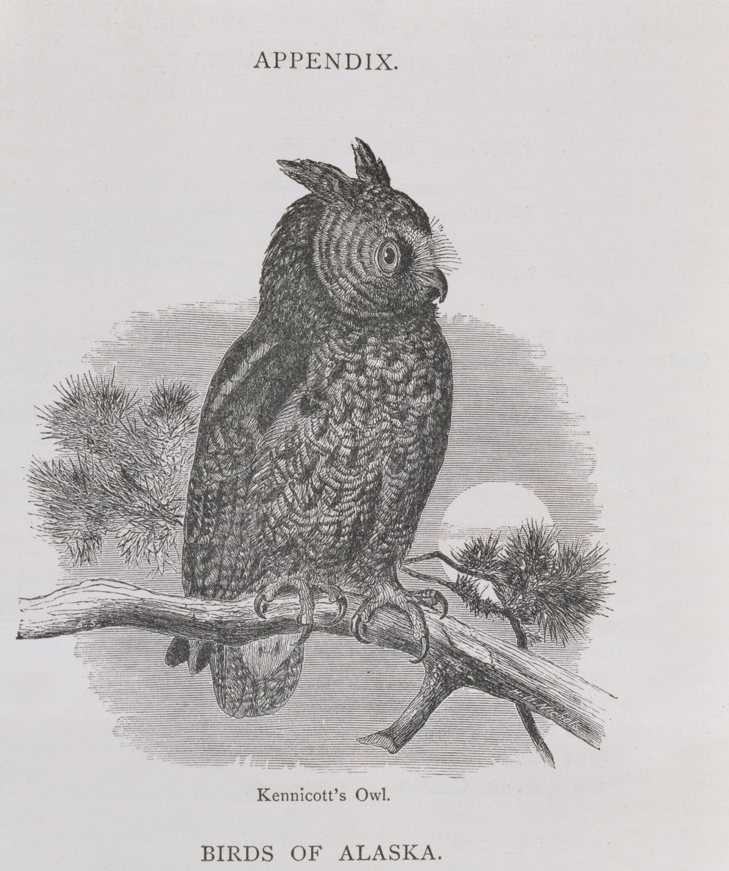 Sowa Kennicotts, z Alaski i jej zasobów, autorstwa Williama H. Dalla, grawerowana przez H. H. Nichollsa, wyd. 1870 autorstwa H. W., Elliot