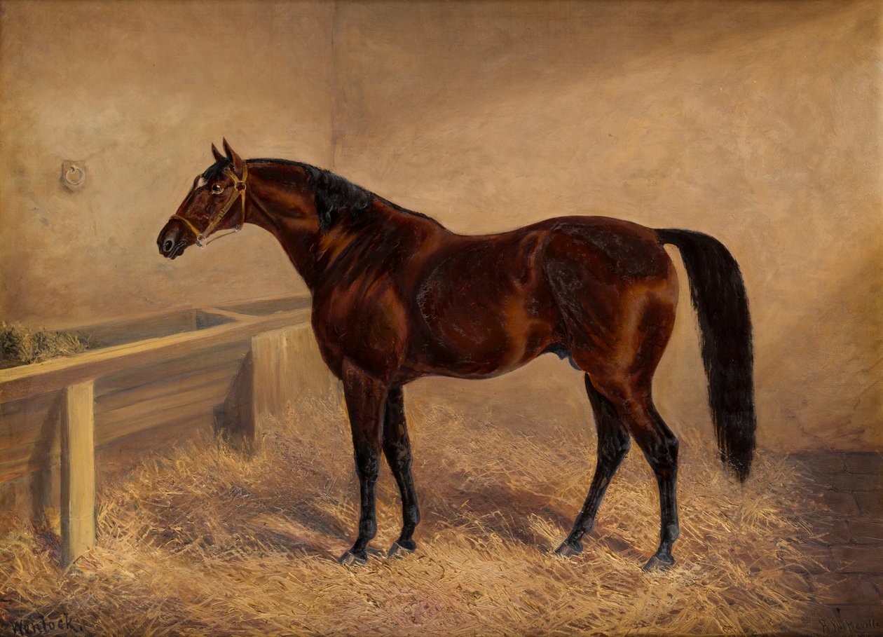 Wenlock : Bay Racehorse, w luźnym pudełku, ok. 1881-1903 (olej na płótnie) autorstwa H. Whittaker Reville