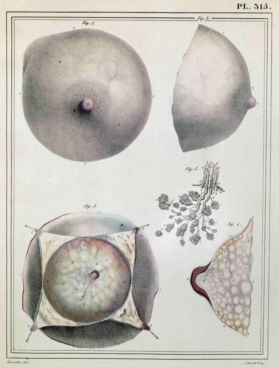 Anatomia piersi, z „Manuel d