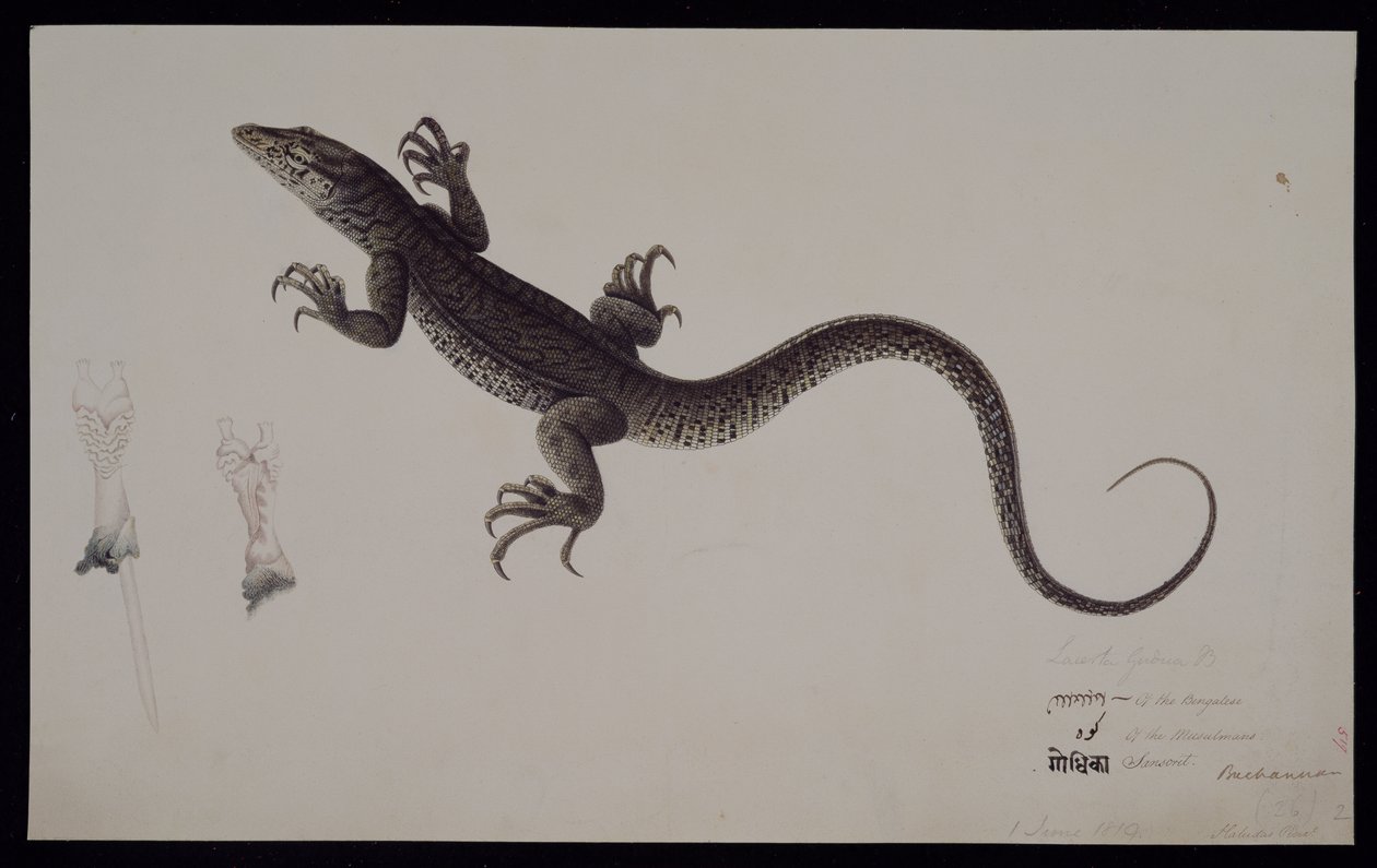 Monitor „Lacerta Gudua”, z kolekcji Francisa Buchanana, ok. 1804 (akwarela i długopis i tusz na papierze) autorstwa Haludar