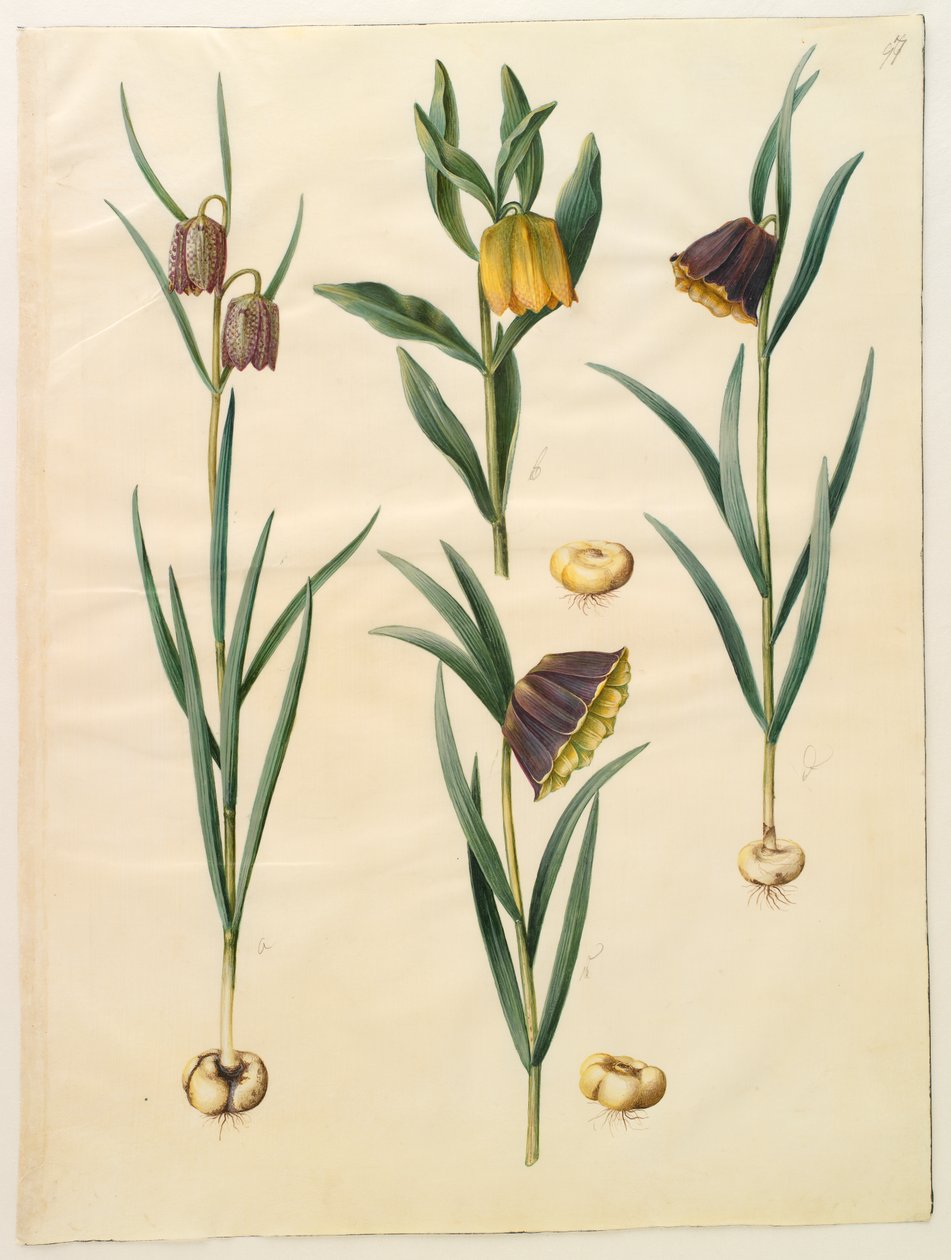 Fritillaria meleagris; Fritullaria lutea eller Fritullaria latifolia var lutea; Fritillaria pyrenaica autorstwa Hans Simon Holtzbecker