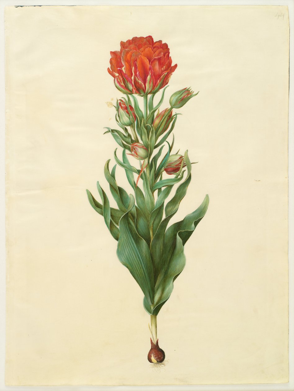 Tulipa gesneriana autorstwa Hans Simon Holtzbecker