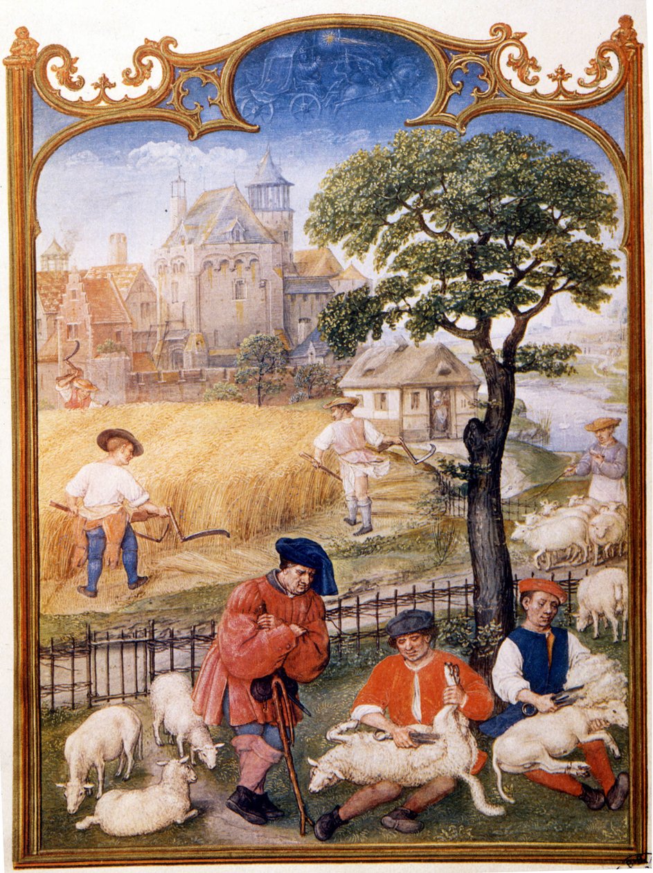 Prace polowe, strzyżenie owiec, a chłopi kosią pszenicę. Miniatura przypisana do Memlinga. Talerz zaczerpnięty z Breviaire Grimani z XV wieku. Biblioteca Marciana, Wenecja. autorstwa Hans (attr.to) Memling