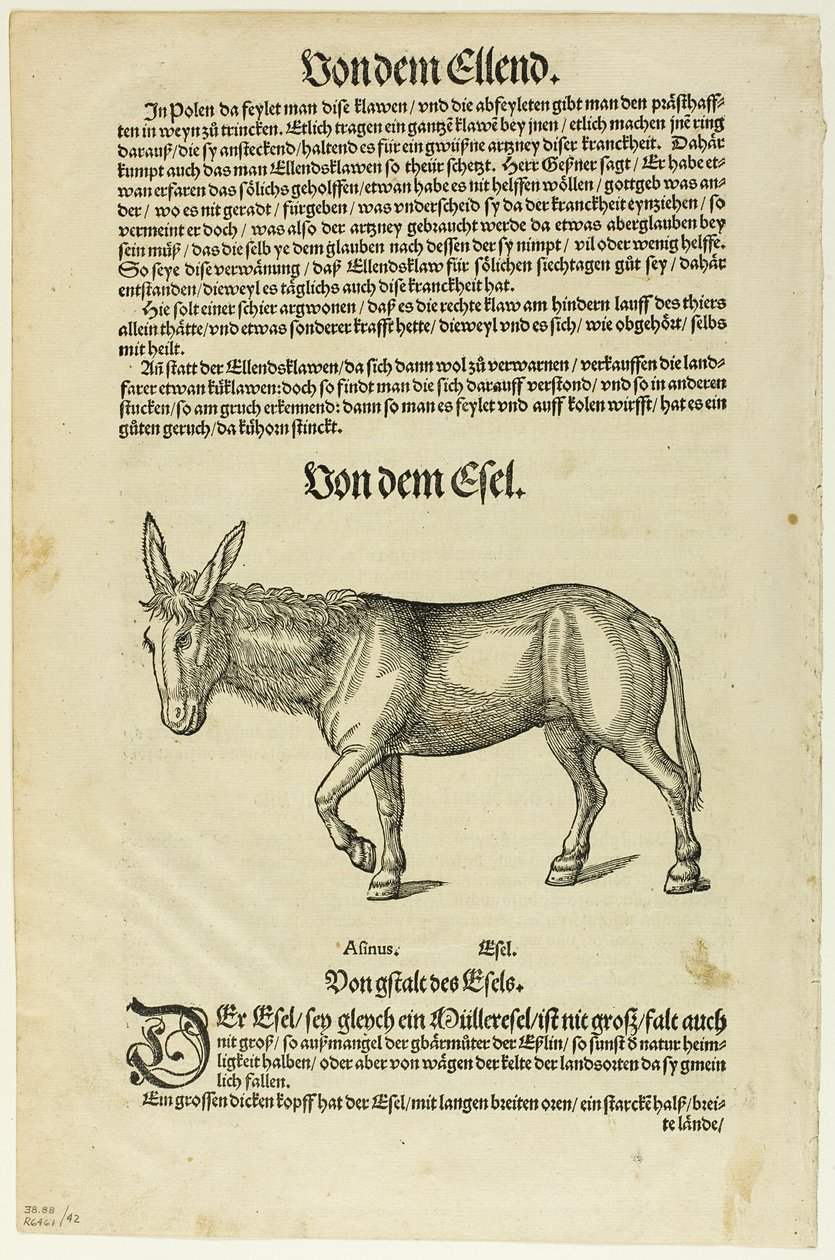 Ilustracja z "Thierbuch", płyta 42 z drzeworytów z książek z XVI wieku autorstwa Hans Asper