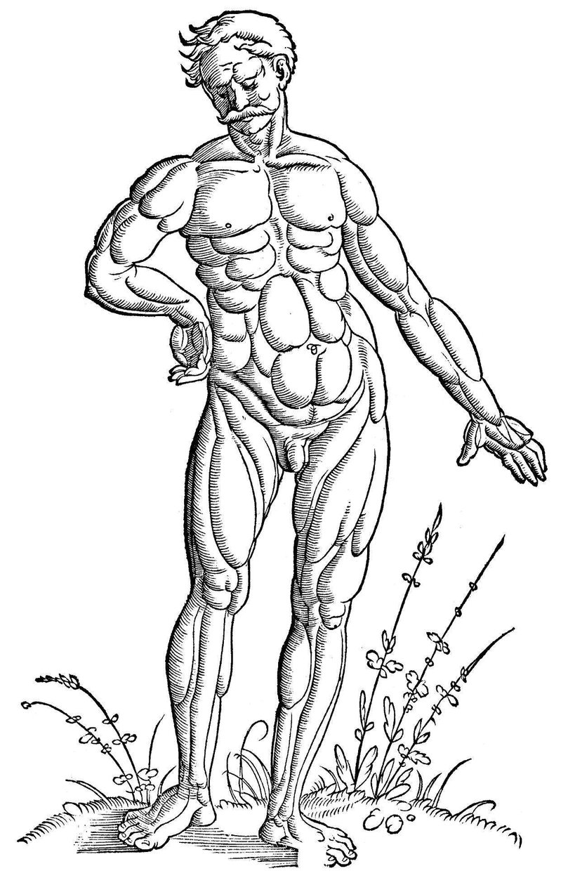 Baldung - Anatomia - Człowiek autorstwa Hans Baldung Grien