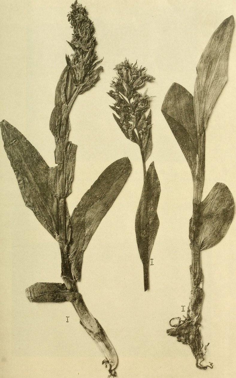 Annals of the K.K. Natural History Court Museum (1914) (18196503932) autorstwa Hans Fleischmann