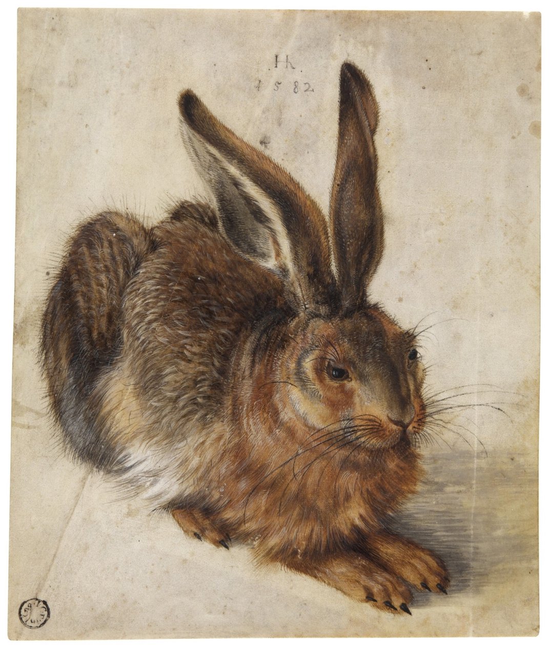 A Hare autorstwa Hans Hoffmann