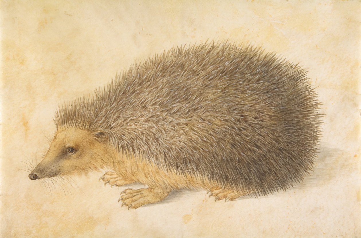 Jeż Erinaceus roumanicus, przed 1584 rokiem. autorstwa Hans Hoffmann