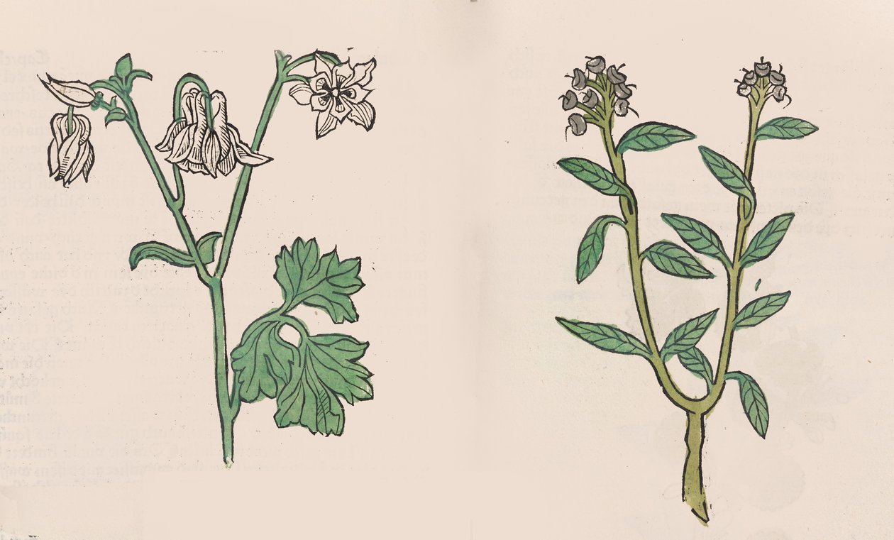 Herbarius - Gart der gesuntheit - Ogród zdrowia, 1485. autorstwa Hans Schönsperger
