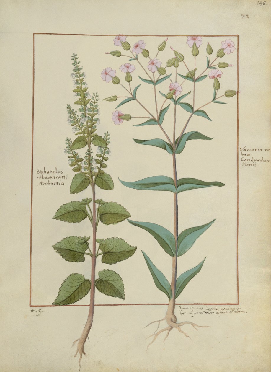 Pani ks. Fv VI #1 fol.148r Ilustracja z Księgi prostych leków autorstwa Mattheausa Plateariusa (d.c.1161) c.1470 autorstwa Hans Sichelbein Sichelbein