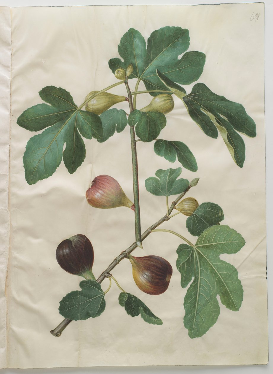Ficus carica z albumu Gottorfer Codex, ok.1650 (gwasz na pergaminie) autorstwa Hans Simon Holtzbecher