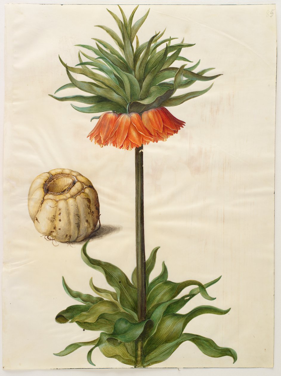 Fritillaria imperialis z albumu Gottorf Codex, ok.1650 (gwasz na pergaminie) autorstwa Hans Simon Holtzbecher
