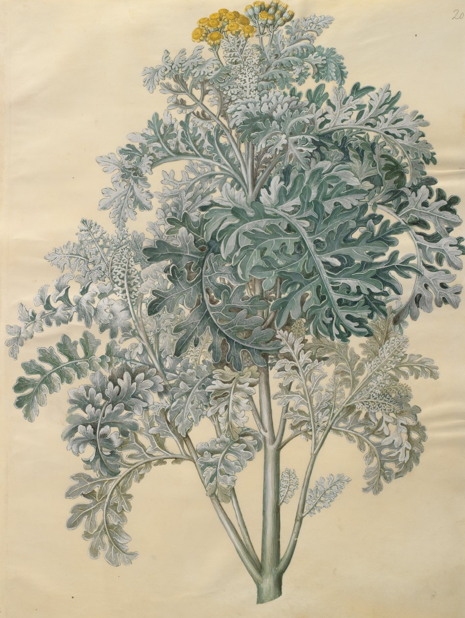 Jacobaea maritima z albumu Gottorfer Codex, ok. 1650 (gwasz na pergaminie) autorstwa Hans Simon Holtzbecher